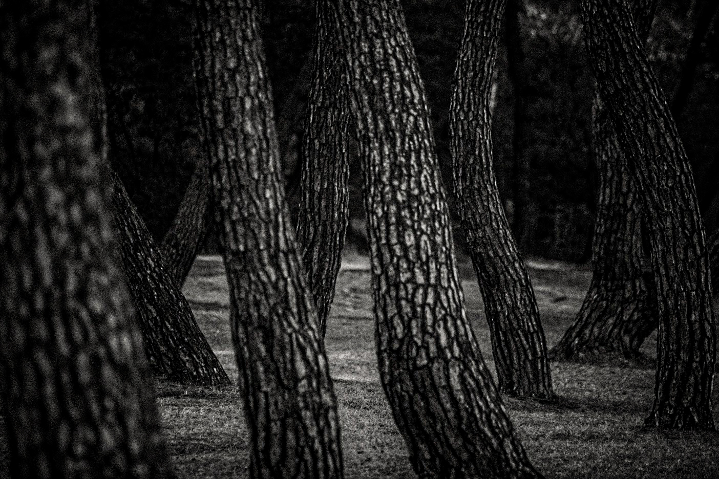 pine tree