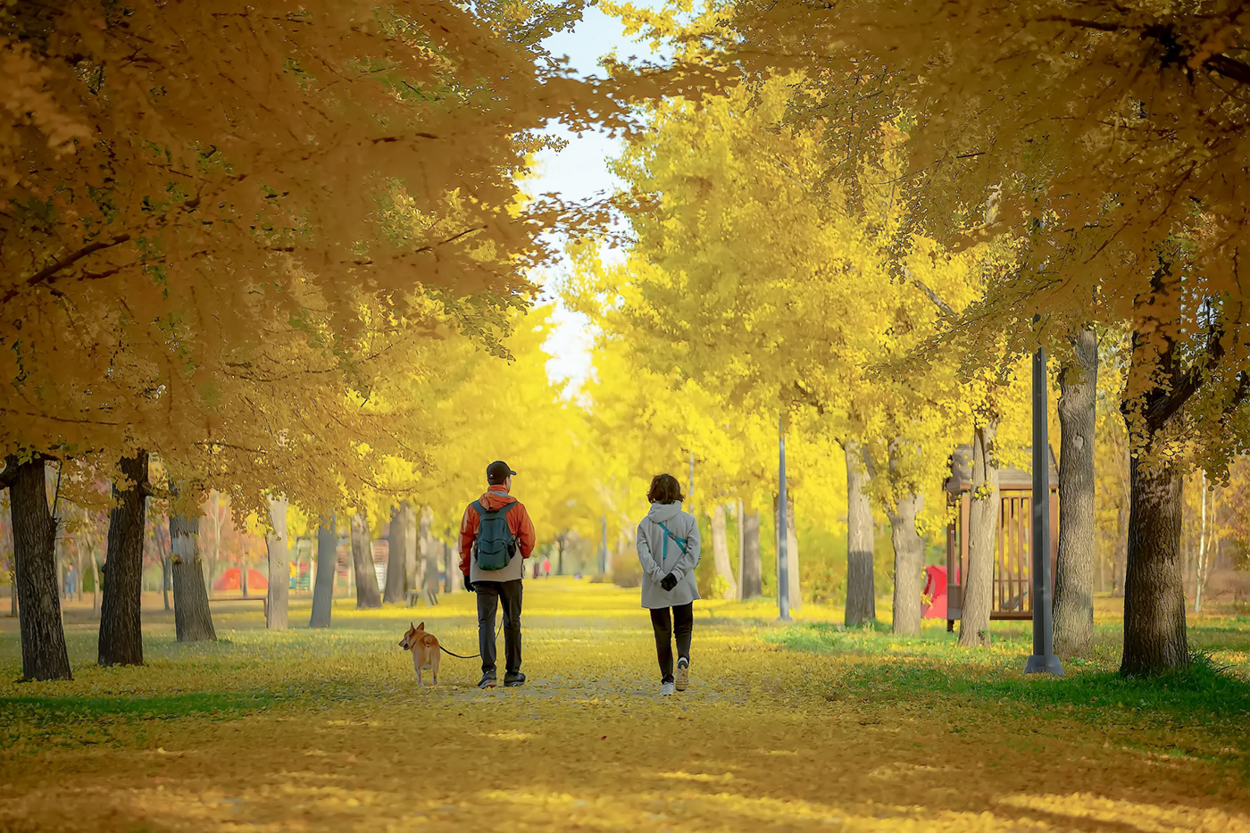 Autumn in Gangcheon Island